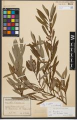 Foto von Salix triandra subsp. amygdalina (L.) Schübl. & G. Martens